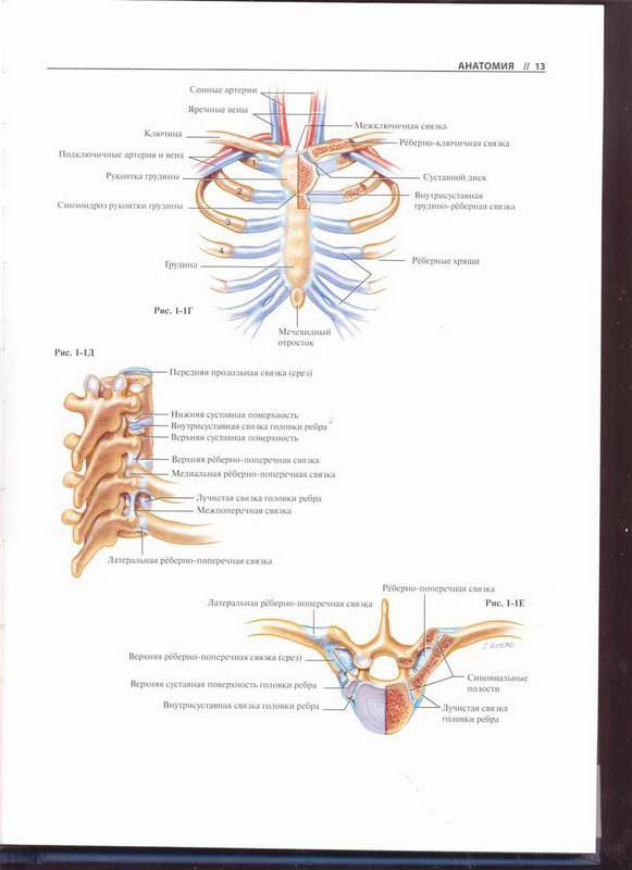 Иллюстрация 5 из 30 для Атлас торакальной хирургии - Марк Фергюсон | Лабиринт - книги. Источник: Ялина