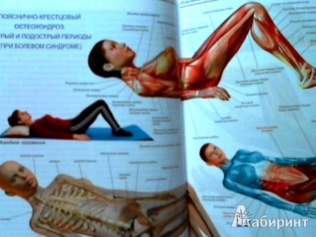 Иллюстрация 2 из 7 для Лечебная физкультура: анатомия упражнений - Татьяна Янгулова | Лабиринт - книги. Источник: Татьяна
