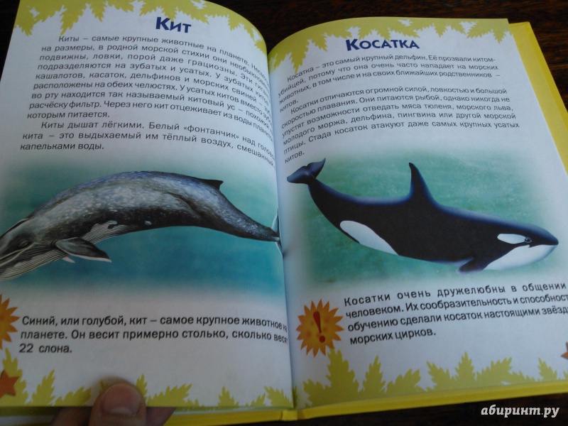 Иллюстрация 11 из 51 для Атлас животных для малышей - Татьяна Комзалова | Лабиринт - книги. Источник: Вероника Руднева