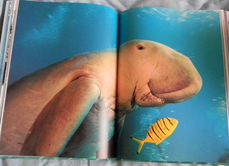 Иллюстрация 15 из 21 для Океаны. Тайны подводного мира - Роуз, Лейкинг | Лабиринт - книги. Источник: Dancing Angel