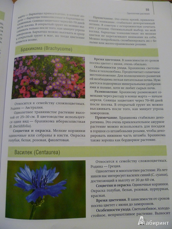 Иллюстрация 11 из 27 для Розы в дизайне вашего сада - Юлия Тадеуш | Лабиринт - книги. Источник: Avid Reader