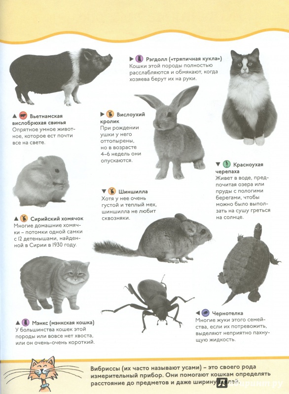 Иллюстрация 10 из 16 для Домашние питомцы. Animal Planet | Лабиринт - книги. Источник: lumila