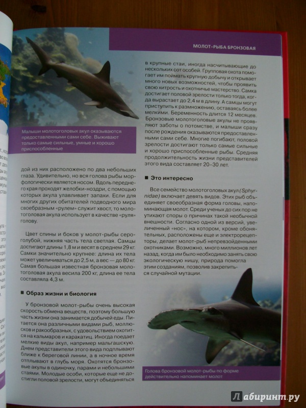 Иллюстрация 17 из 19 для Красная книга. Подводный мир планеты - Оксана Скалдина | Лабиринт - книги. Источник: KVK