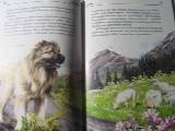 Иллюстрация 17 из 24 для Собаки - Е.И. Александрова | Лабиринт - книги. Источник: ТянучкинЪ