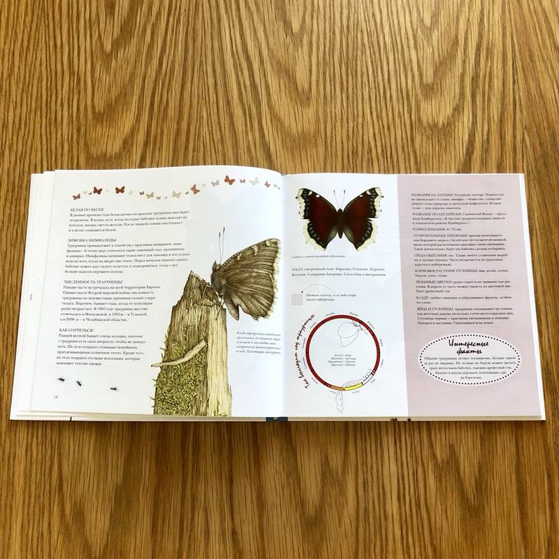 Иллюстрация 42 из 51 для Моя книга бабочек - Стефан Каста | Лабиринт - книги. Источник: S  Victoria