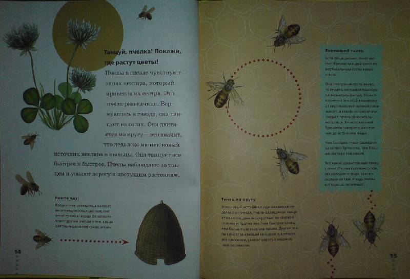 Иллюстрация 14 из 36 для Пчелы, бабочки, стрекозы - Тинг Моррис | Лабиринт - книги. Источник: Настёна