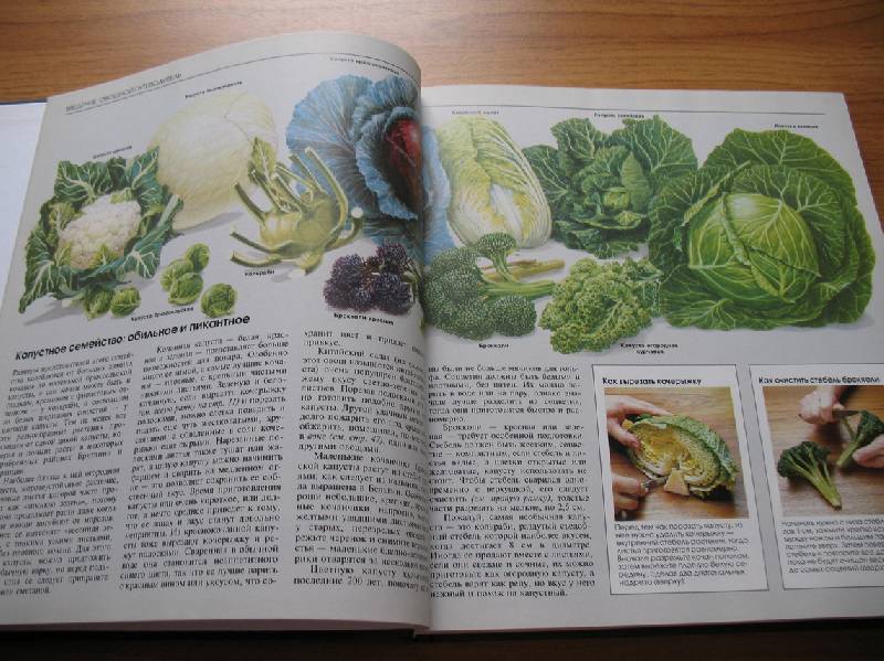 Иллюстрация 42 из 49 для Овощи | Лабиринт - книги. Источник: tayana