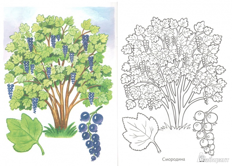 Иллюстрация 3 из 4 для Первые уроки. Раскраска "Кустарники и плоды" | Лабиринт - книги. Источник: Ибрагимова  Альбина