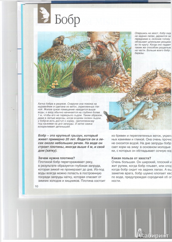 Иллюстрация 9 из 50 для Животные - Букобза, Мулинье | Лабиринт - книги. Источник: Юлия Короткова