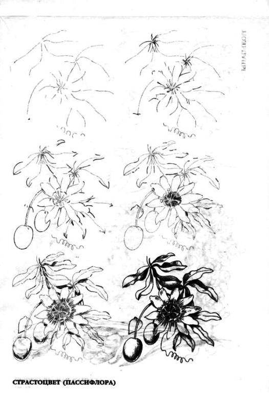 Иллюстрация 10 из 15 для Рисуем 50 цветов и деревьев (розовая) - Эймис, Эймис | Лабиринт - книги. Источник: Юта