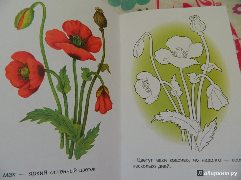 Иллюстрация 15 из 21 для Раскраска "Лесные и полевые цветы" | Лабиринт - книги. Источник: Nnatalek