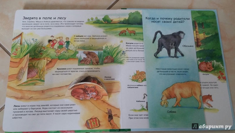 Иллюстрация 21 из 28 для Детеныши животных | Лабиринт - книги. Источник: Resonata