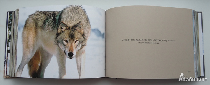 Иллюстрация 6 из 12 для Волки. Хищные и свободные - Rose Amber | Лабиринт - книги. Источник: Vestenra