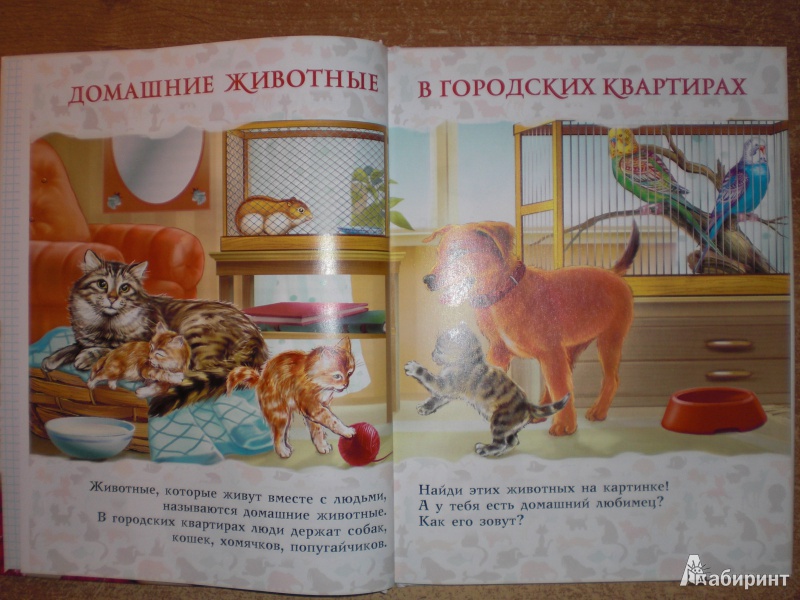 Иллюстрация 15 из 28 для Моя первая книга о животных - Лена Данилова | Лабиринт - книги. Источник: Юляша93