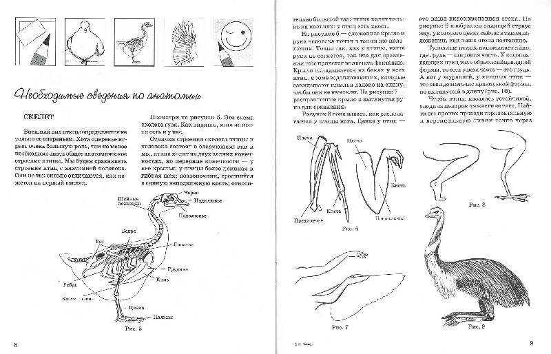 Иллюстрация 5 из 5 для Как нарисовать птицу - Наталья Рымарь | Лабиринт - книги. Источник: GallaL