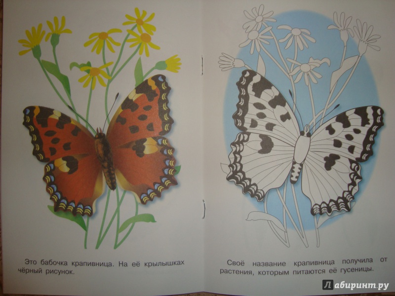 Иллюстрация 18 из 24 для Раскраска. Бабочки | Лабиринт - книги. Источник: Ярославцева  Марина Викторовна