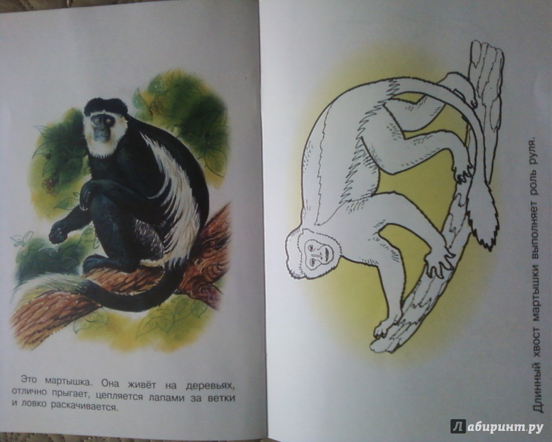 Иллюстрация 16 из 17 для Раскраска. Животные Африки | Лабиринт - книги. Источник: Родионова  Надежда
