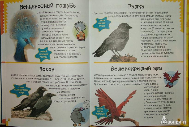 Иллюстрация 2 из 11 для Животные. 150 удивительных фактов - Джулия Барталоцци | Лабиринт - книги. Источник: om-2