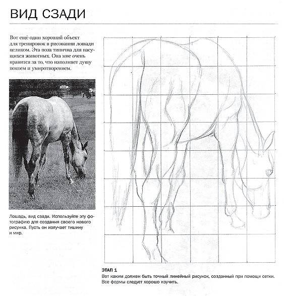 Иллюстрация 10 из 24 для Учимся рисовать лошадей вместе с Ли Хэммонд - Ли Хэммонд | Лабиринт - книги. Источник: Спанч Боб