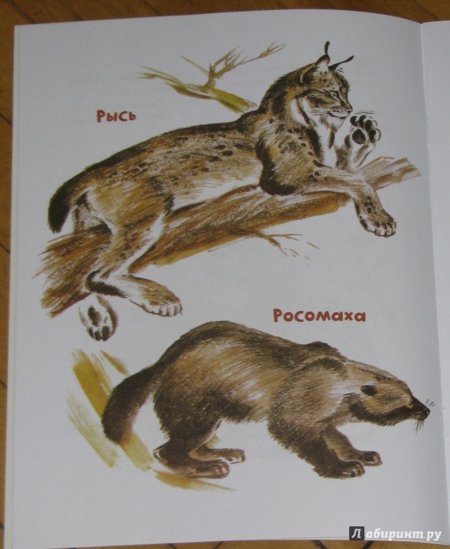 Иллюстрация 13 из 59 для Как заяц в лесу живёт - Вера Чаплина | Лабиринт - книги. Источник: Штерн  Яна