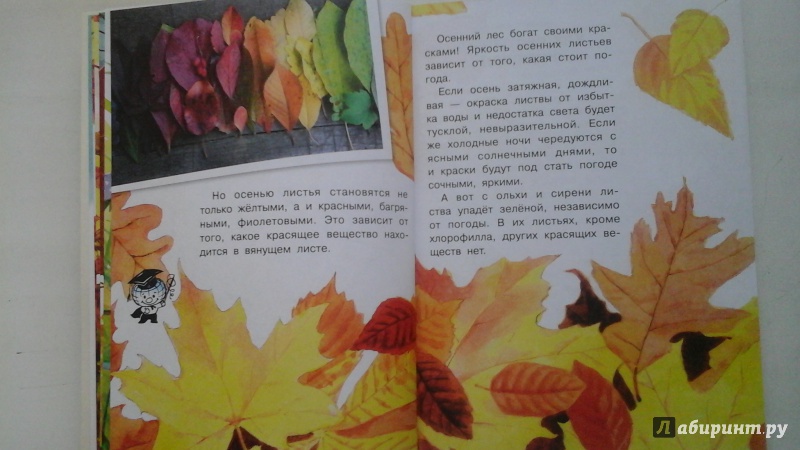 Иллюстрация 41 из 50 для Почему осенью листопад? - Георгий Граубин | Лабиринт - книги. Источник: manyaa
