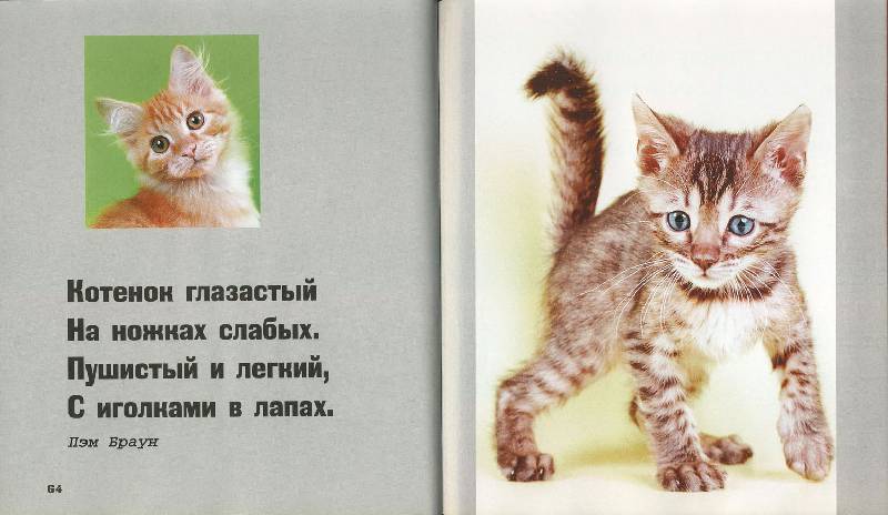 Иллюстрация 27 из 30 для Кошки - это духи, спустившиеся на землю | Лабиринт - книги. Источник: ЛиС-а