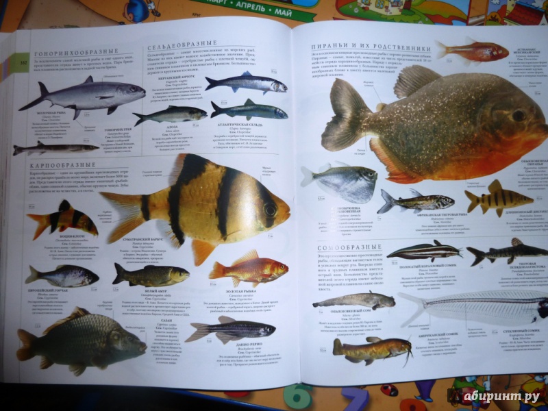 Иллюстрация 37 из 46 для Мир природы - Битти, Диминг, Бир | Лабиринт - книги. Источник: настя тимарг
