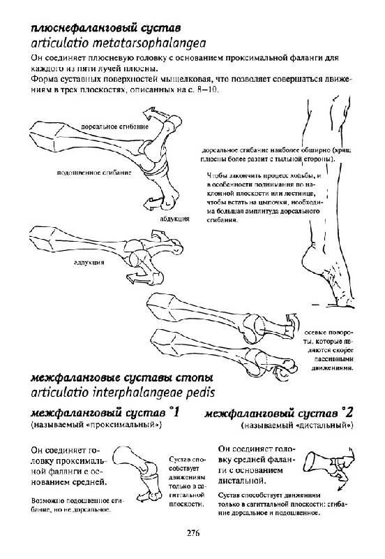 Иллюстрация 18 из 19 для Как работает тело. Позвоночник, суставы и мышцы - Бландин Кале-Жермен | Лабиринт - книги. Источник: Юта