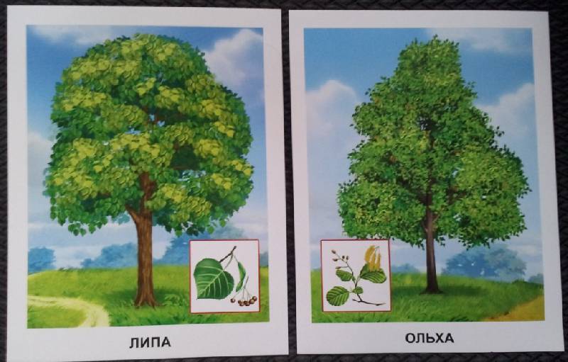 Иллюстрация 20 из 25 для Обучающие карточки. Деревья | Лабиринт - игрушки. Источник: Орешек