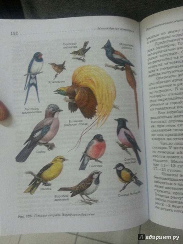 Иллюстрация 20 из 39 для Биология. Животные. 7 класс. Учебник - Латюшин, Шапкин | Лабиринт - книги. Источник: Den