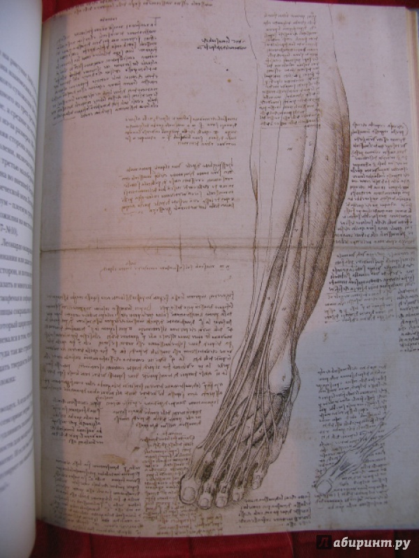 Иллюстрация 27 из 42 для Анатомия Леонардо - Мартин Клейтон | Лабиринт - книги. Источник: manuna007