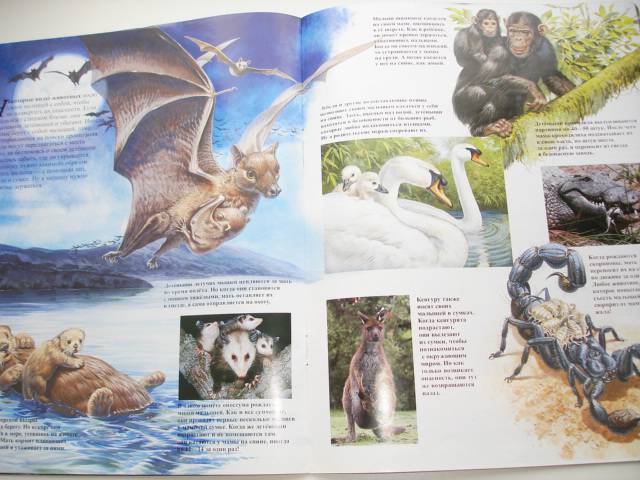 Иллюстрация 66 из 96 для Мир животных (17 книг в боксе) | Лабиринт - книги. Источник: Осьминожка