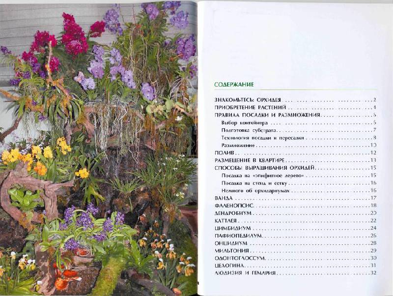 Иллюстрация 4 из 8 для Секреты ухода за орхидеями - Александр Зайцев | Лабиринт - книги. Источник: la Colombina