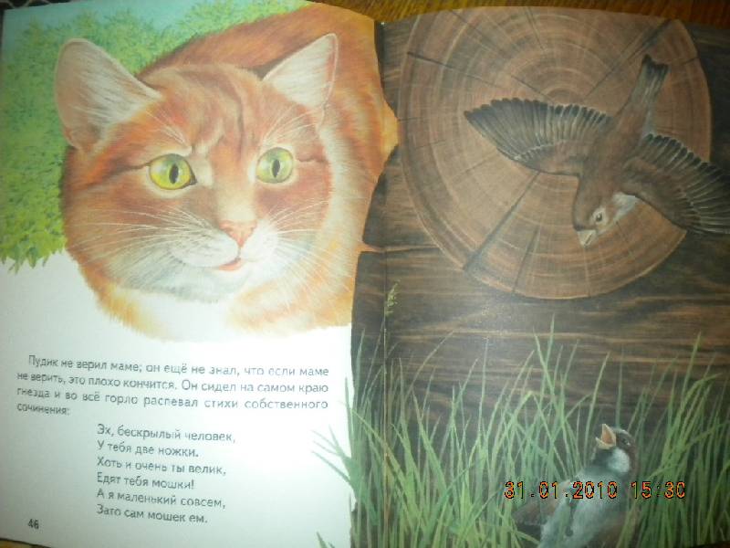 Иллюстрация 23 из 34 для Большая птичья книга | Лабиринт - книги. Источник: Девушка с кошкой