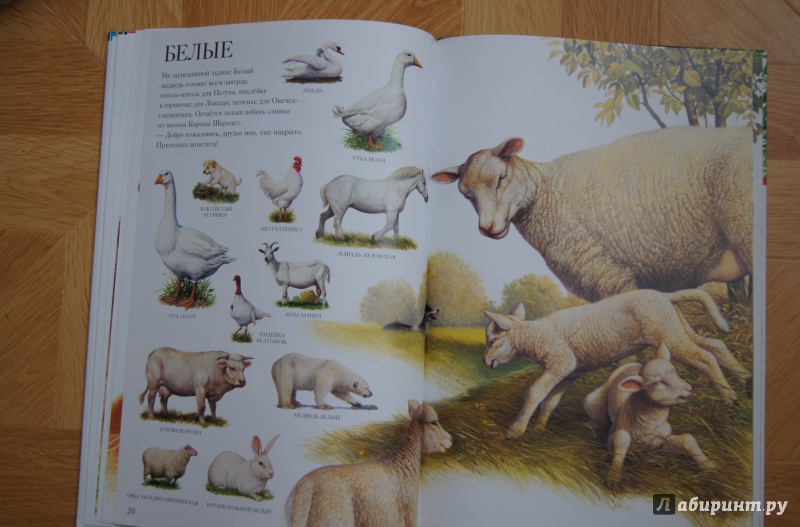 Иллюстрация 26 из 31 для Большой атлас животных - Селин Потард | Лабиринт - книги. Источник: Katrin.1001