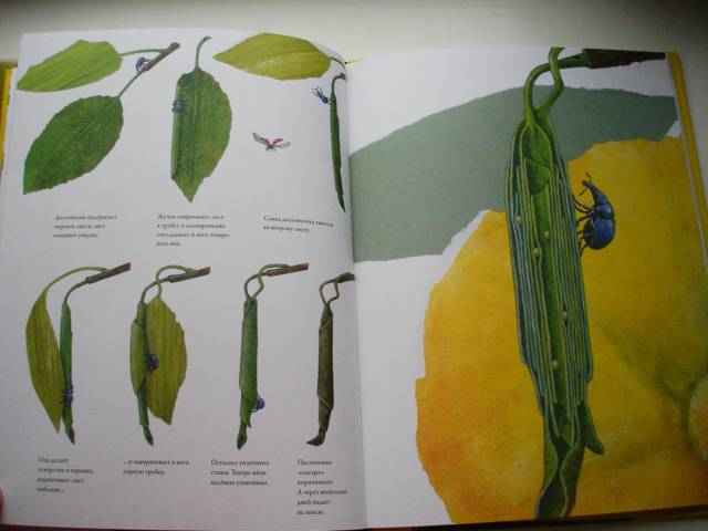 Иллюстрация 22 из 32 для Гнезда, норы и горшки. Как насекомые заботятся о потомстве - Анне Меллер | Лабиринт - книги. Источник: Осьминожка