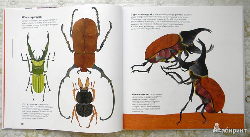 Иллюстрация 15 из 43 для В мире жуков. Интересные факты о животных - Стив Дженкинс | Лабиринт - книги. Источник: Раскова  Юлия