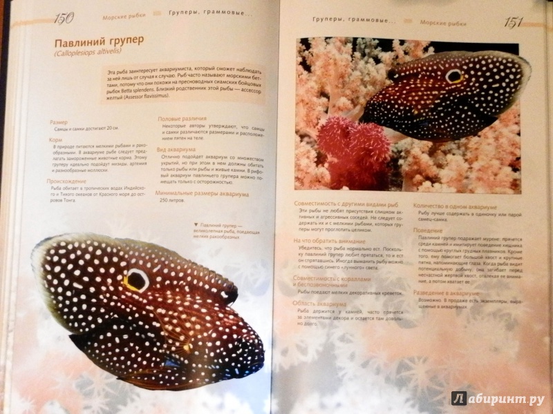 Иллюстрация 4 из 23 для Морской аквариум - Тристан Логер | Лабиринт - книги. Источник: Богданова  Лариса Николаевна