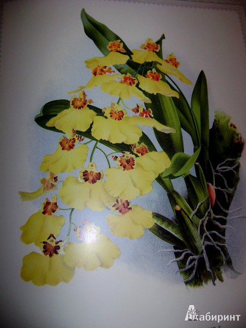 Иллюстрация 15 из 38 для Орхидеи. Линдения - иконография орхидей | Лабиринт - книги. Источник: Lunna