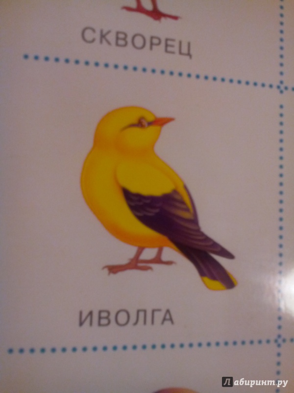 Иллюстрация 5 из 9 для Плакат "Птицы" (2088) | Лабиринт - книги. Источник: Живилова  Юлия