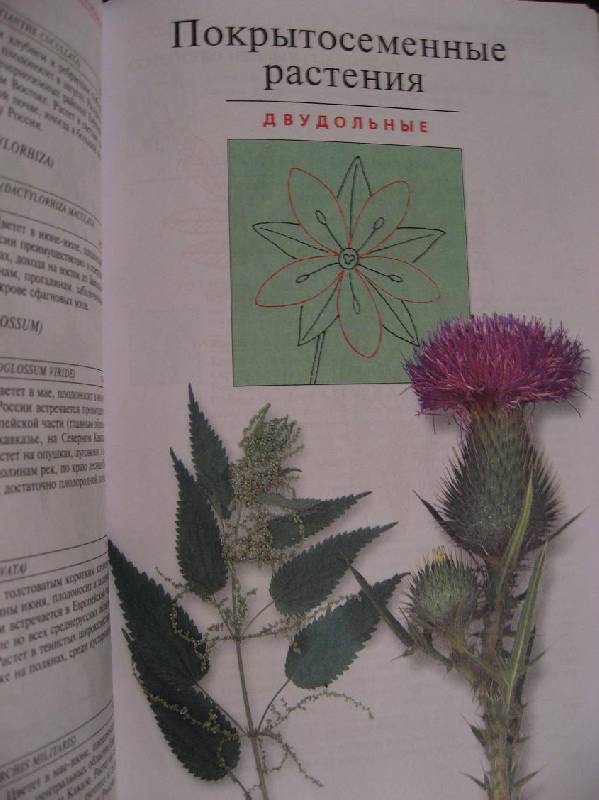 Иллюстрация 22 из 34 для Популярный атлас-определитель. Дикорастущие растения - Новиков, Губанов | Лабиринт - книги. Источник: Krofa