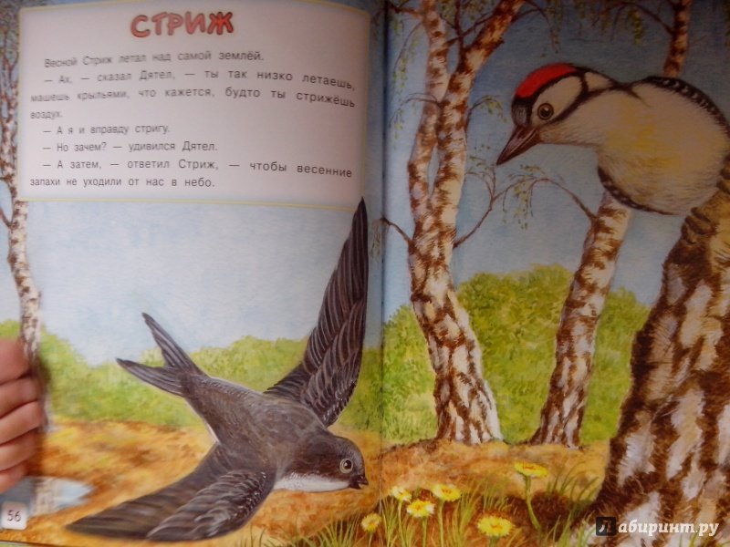 Иллюстрация 6 из 57 для Сказки-малышки - Геннадий Цыферов | Лабиринт - книги. Источник: Медведева  Анна
