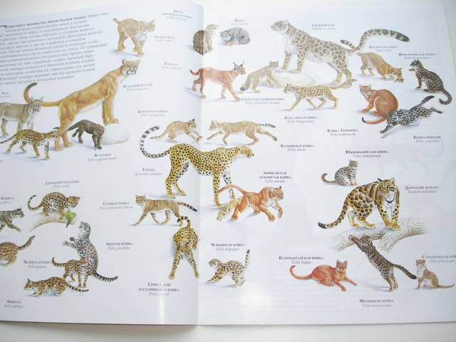 Иллюстрация 93 из 96 для Мир животных (17 книг в боксе) | Лабиринт - книги. Источник: Осьминожка