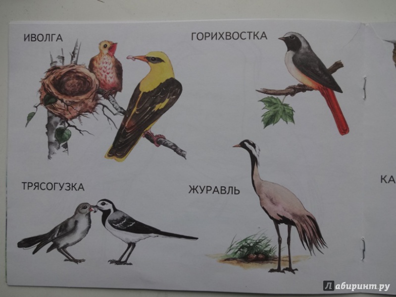 Иллюстрация 20 из 23 для Перелетные птицы | Лабиринт - книги. Источник: Iliy