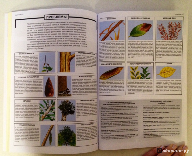 Иллюстрация 12 из 25 для Все о хвойных и вечнозеленых растениях - Дэвид Хессайон | Лабиринт - книги. Источник: Forlani