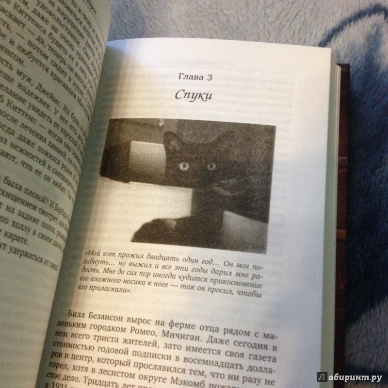 Иллюстрация 8 из 17 для Девять жизней Дьюи. Наследники кота из библиотеки, который потряс весь мир - Вики Майрон | Лабиринт - книги. Источник: la_framboise