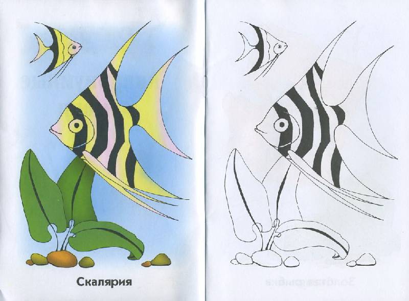 Иллюстрация 4 из 5 для Аквариумные рыбки. Раскраска для детей  6-7лет | Лабиринт - книги. Источник: Pallada