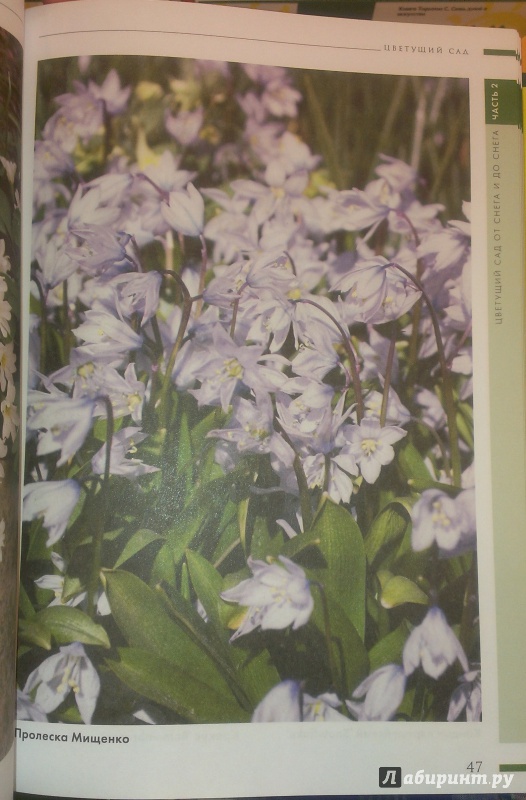 Иллюстрация 5 из 18 для Ваш цветущий сад. С ранней весны до поздней осени - Светлана Воронина | Лабиринт - книги. Источник: Annexiss