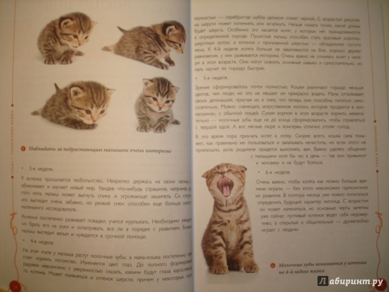 Иллюстрация 8 из 18 для Все о кошках - Светлана Дудникова | Лабиринт - книги. Источник: Сорокина  Лариса