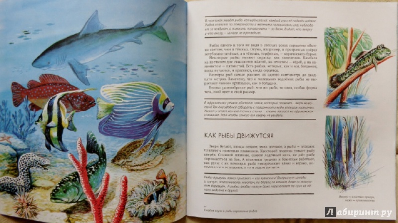 Иллюстрация 27 из 42 для Рыбы - Николай Сладков | Лабиринт - книги. Источник: Матти Суоми